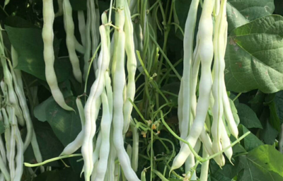 豆角种子